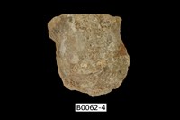 藏品(凹珠母蛤)的圖片